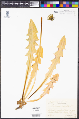 Taraxacum japonicum image