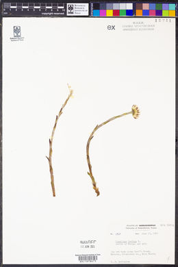 Tussilago farfara image