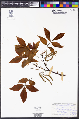 Carya ovalis image