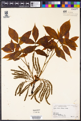 Carya ovalis image