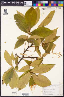 Carya ovalis image