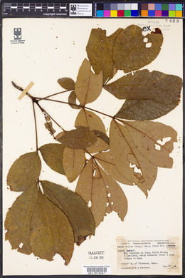 Carya ovalis image