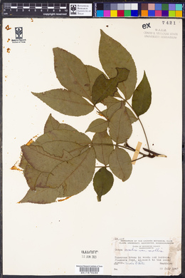 Carya ovalis image