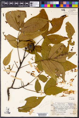 Carya ovalis image