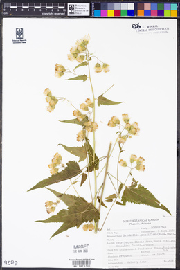 Brickellia grandiflora image