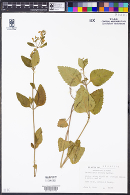 Scutellaria incana image