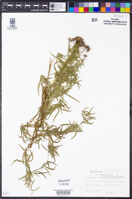 Pycnanthemum flexuosum image