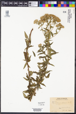 Pycnanthemum pilosum image