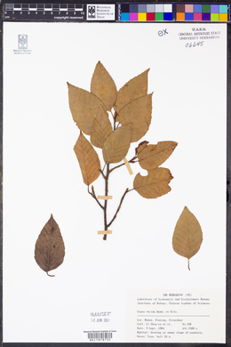 Fagus lucida image