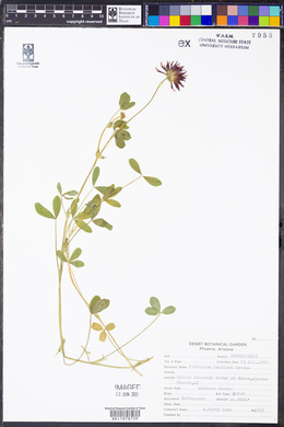 Trifolium wormskioldii image