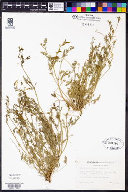 Corydalis flavula image