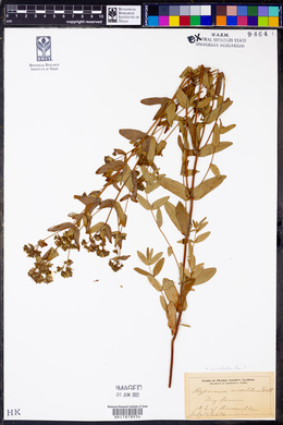 Hypericum maculatum image