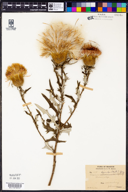 Cirsium discolor image