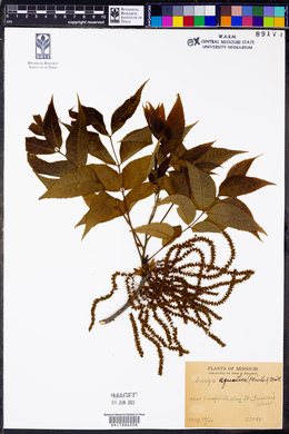 Carya aquatica image