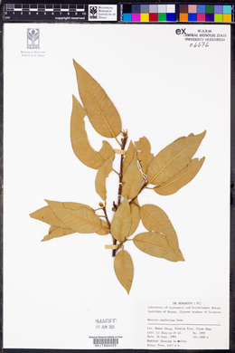 Quercus engleriana image