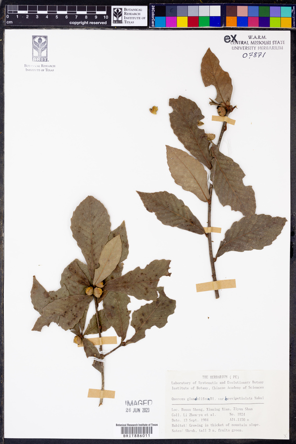 Quercus serrata subsp. serrata image