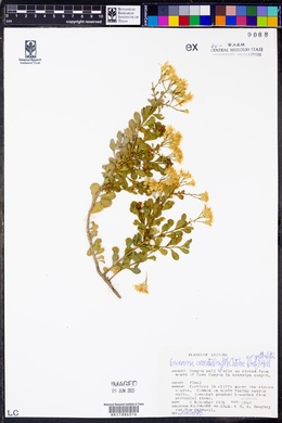 Ericameria cuneata image