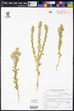 Laennecia coulteri image