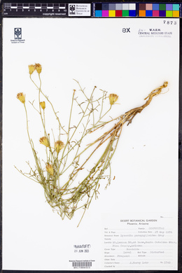 Adenophyllum porophylloides image