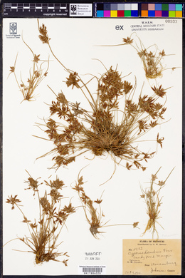 Cyperus diandrus image