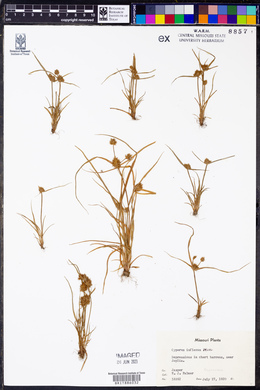 Cyperus squarrosus image