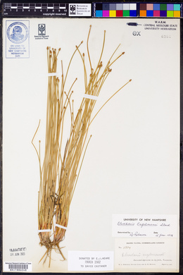 Eleocharis engelmannii image