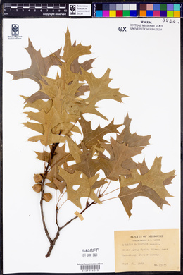 Quercus palustris image