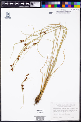 Rhynchospora capitellata image