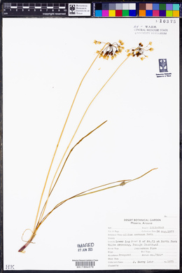 Allium cernuum image