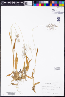 Panicum sphaerocarpon image