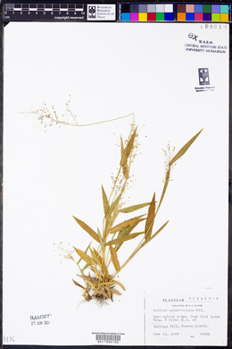 Panicum sphaerocarpon image