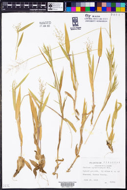 Panicum sphaerocarpon image