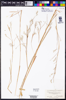 Schizachyrium scoparium var. scoparium image