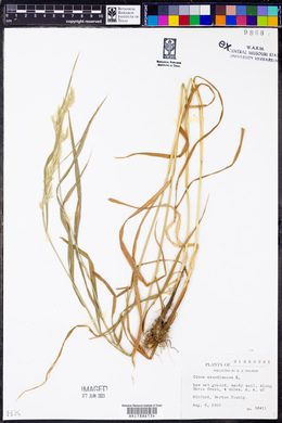 Cinna arundinacea image