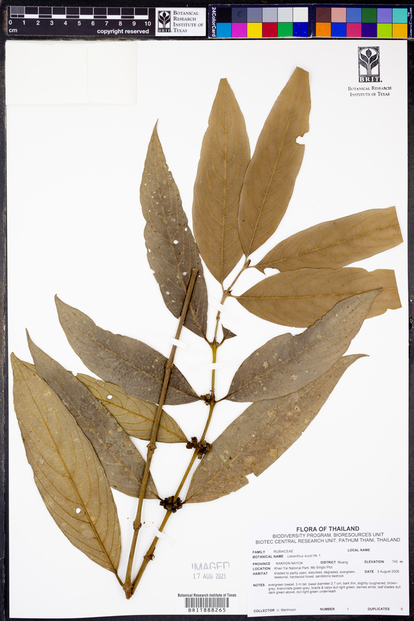 Lasianthus chrysoneurus image