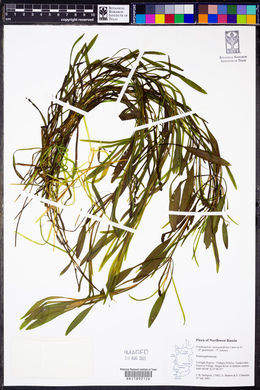 Potamogeton x sparganiifolius image