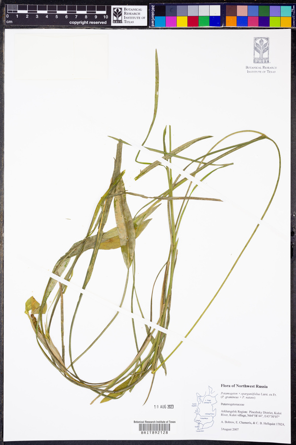 Potamogeton x sparganiifolius image