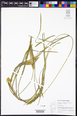 Potamogeton x sparganiifolius image