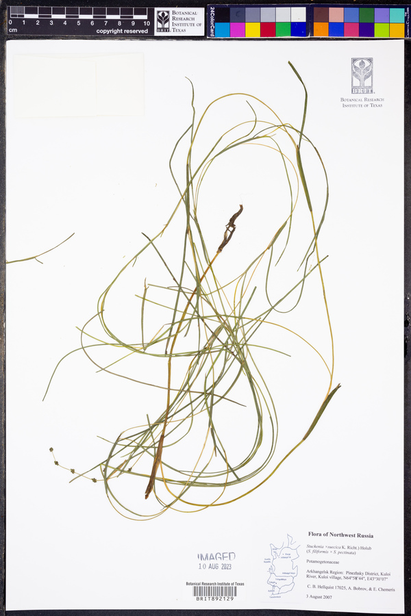 Stuckenia x suecica image