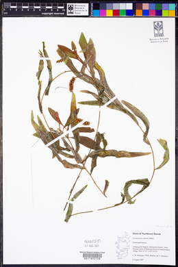 Potamogeton alpinus image
