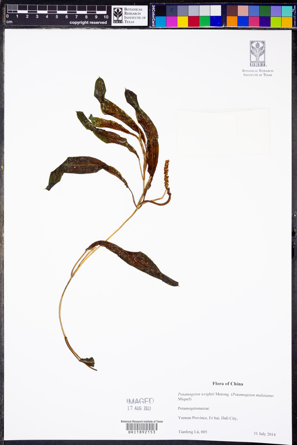 Potamogeton wrightii image