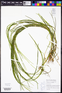 Stuckenia x suecica image