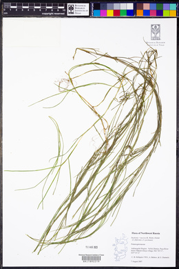 Stuckenia x suecica image