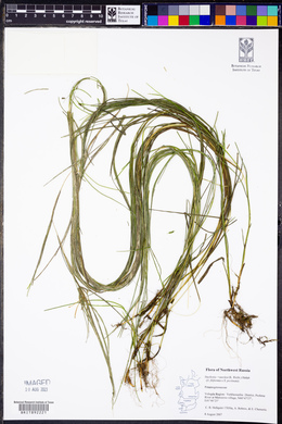 Stuckenia x suecica image
