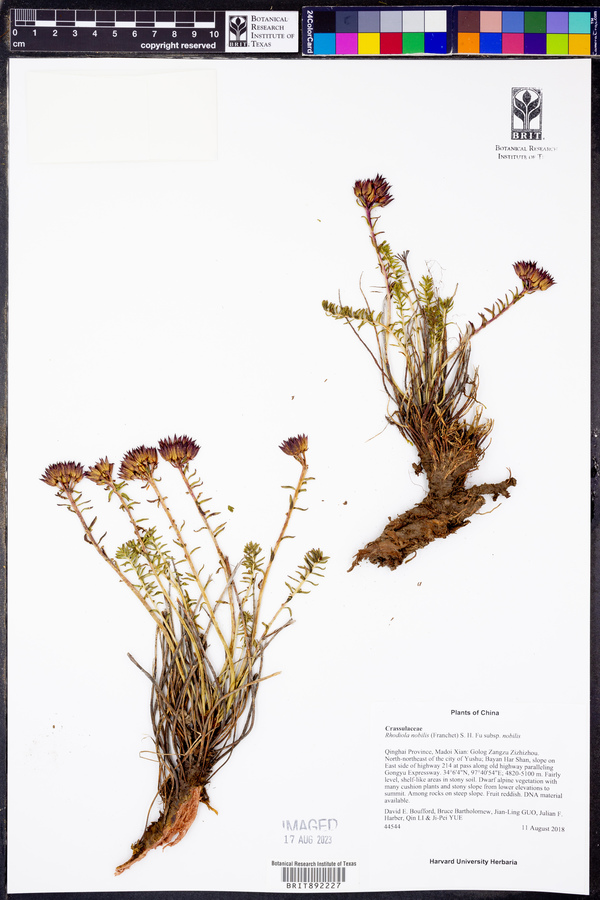 Rhodiola nobilis image