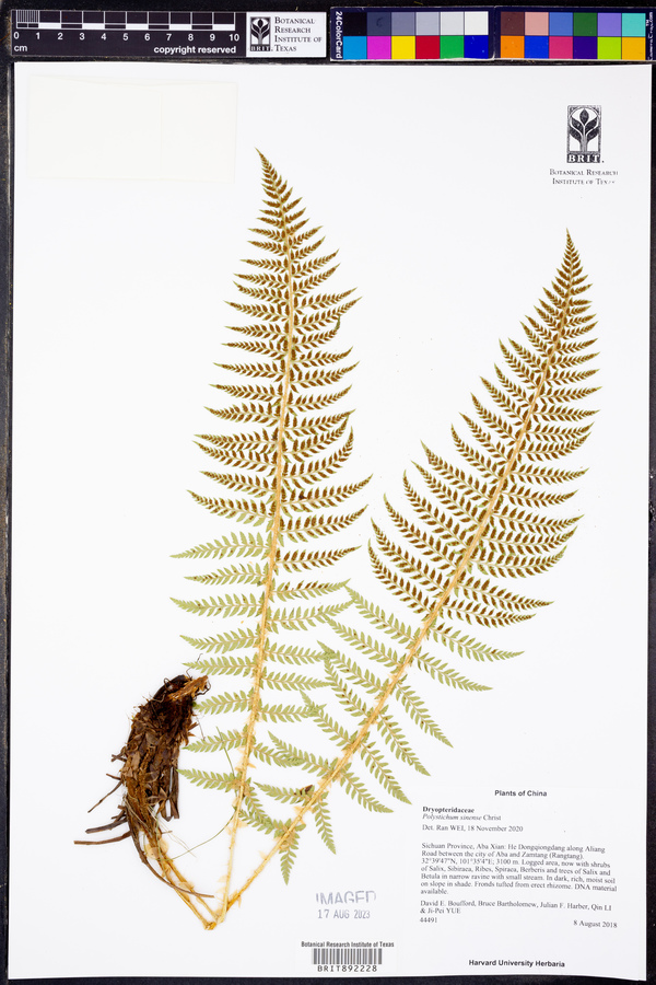 Polystichum sinense image