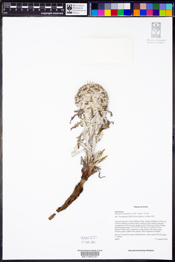 Saussurea simpsoniana image