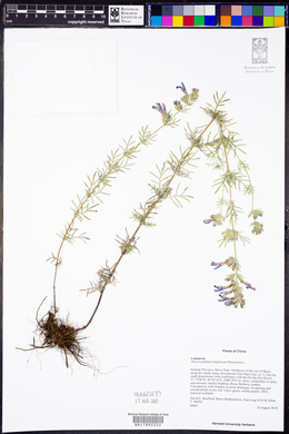 Dracocephalum tanguticum image