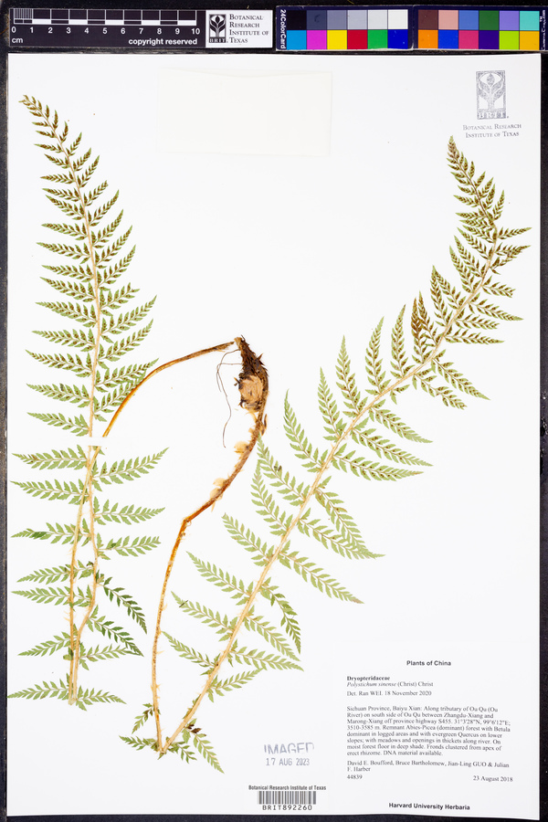 Polystichum sinense image