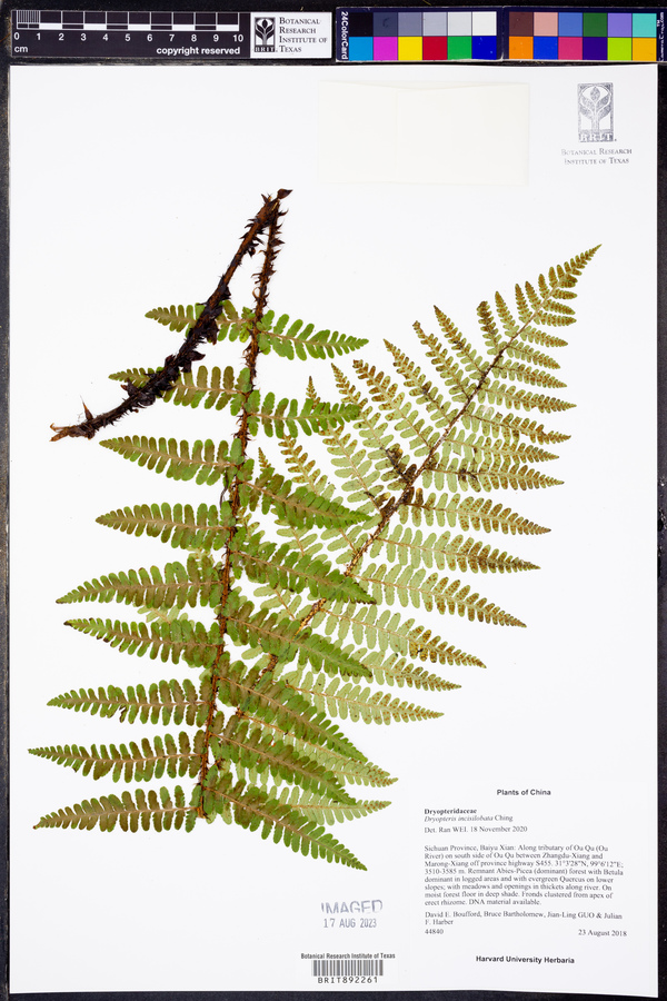 Dryopteris zayuensis image